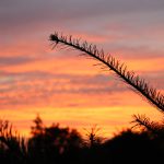 A single evergreen branch set against and orange sunset.