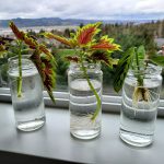 Three narrow, clear glass jars with cuttings of plants that are being propagated.