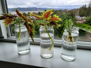 Three narrow, clear glass jars with cuttings of plants that are being propagated.