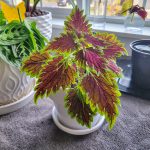 A red-leafed Coleus plant in a white ceramic pot