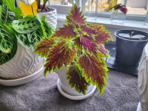 A red-leafed Coleus plant in a white ceramic pot